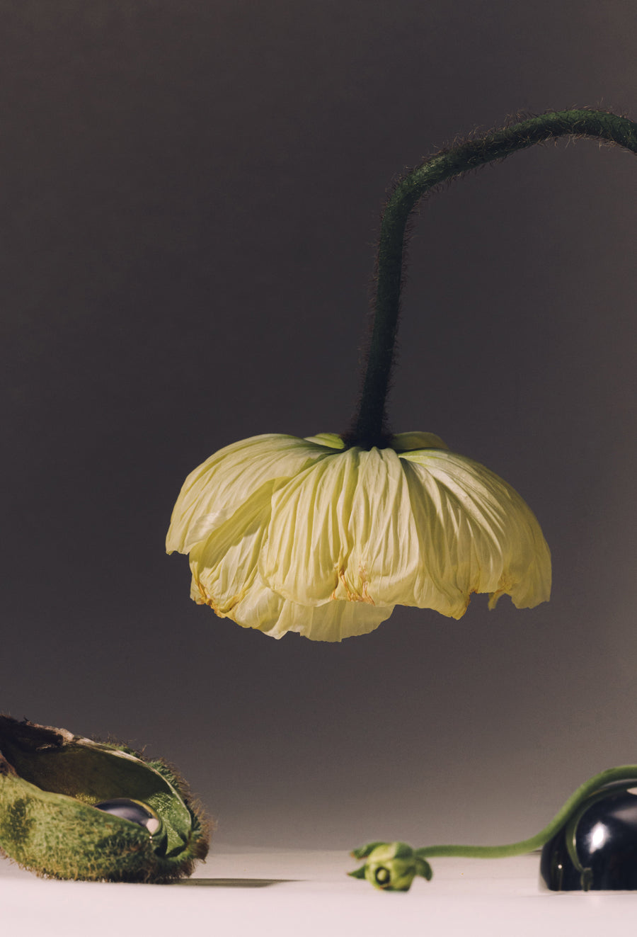 Pavot jaune courbé, tirage sur lin suspendu, The K. Edits